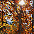 Autumn Sun